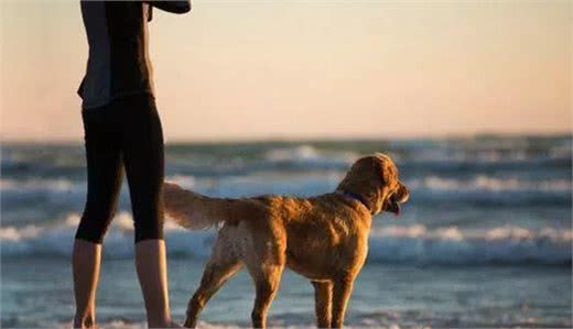 狗狗初识篇:犬种起源和不同犬种的进化用途