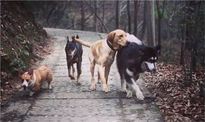 狗狗初识篇:犬种起源和不同犬种的进化用途