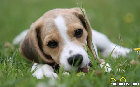 这只比格犬要逆天了，还会教小主人用洗衣机!