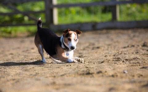 这只比格犬要逆天了，还会教小主人用洗衣机!