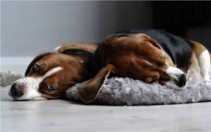 这只比格犬要逆天了，还会教小主人用洗衣机!