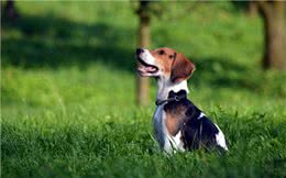 这只比格犬要逆天了，还会教小主人用洗衣机!