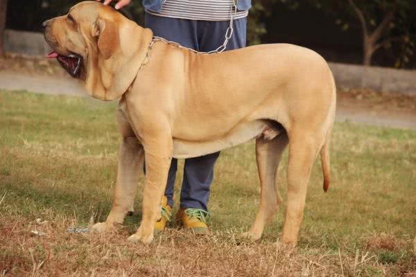 大部分国家禁止饲养的四种猛犬