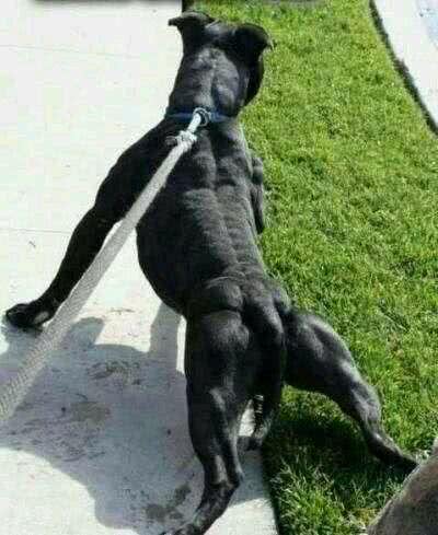 大部分国家禁止饲养的四种猛犬