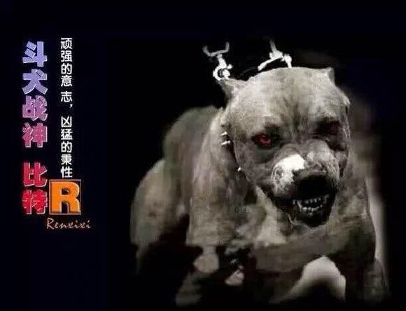 大部分国家禁止饲养的四种猛犬