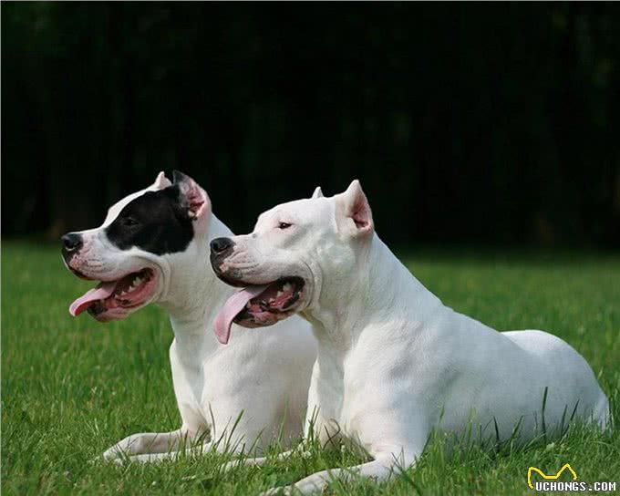 大部分国家禁止饲养的四种猛犬