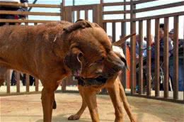 大部分国家禁止饲养的四种猛犬