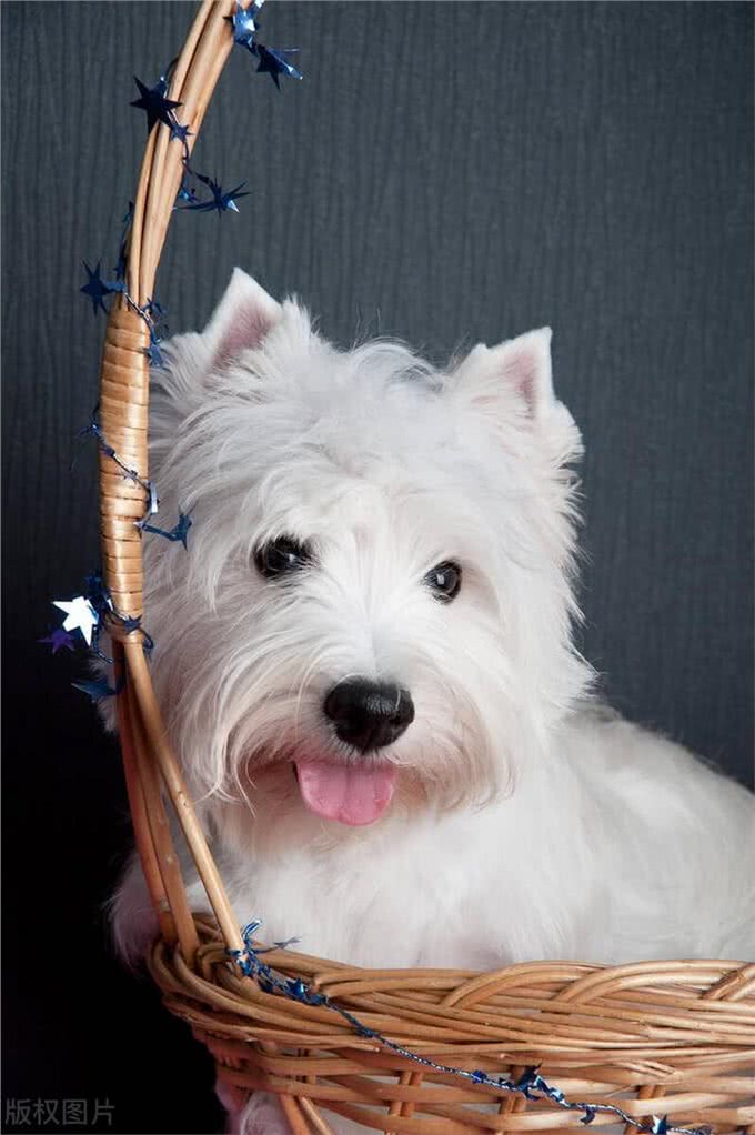 爱犬必读:西高地白梗犬喂养手册，让宠物生活更美好