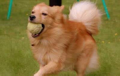 犬类智商排行40-54，哈士奇、比熊、沙皮均上榜，还有好多不认识