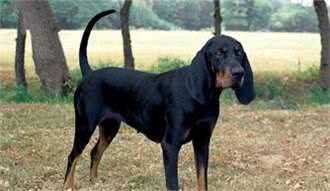 犬类智商排行40-54，哈士奇、比熊、沙皮均上榜，还有好多不认识