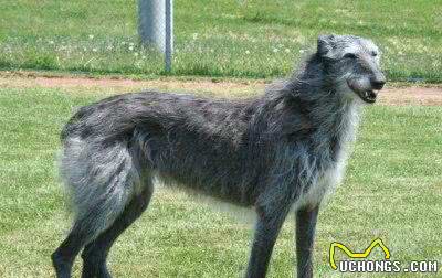 犬类智商排行40-54，哈士奇、比熊、沙皮均上榜，还有好多不认识