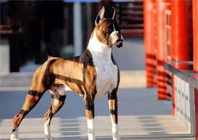 犬类智商排行40-54，哈士奇、比熊、沙皮均上榜，还有好多不认识