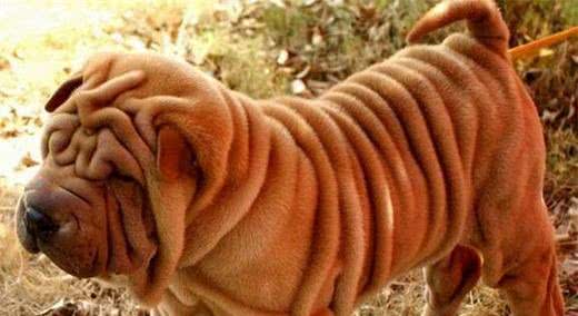犬类智商排行40-54，哈士奇、比熊、沙皮均上榜，还有好多不认识