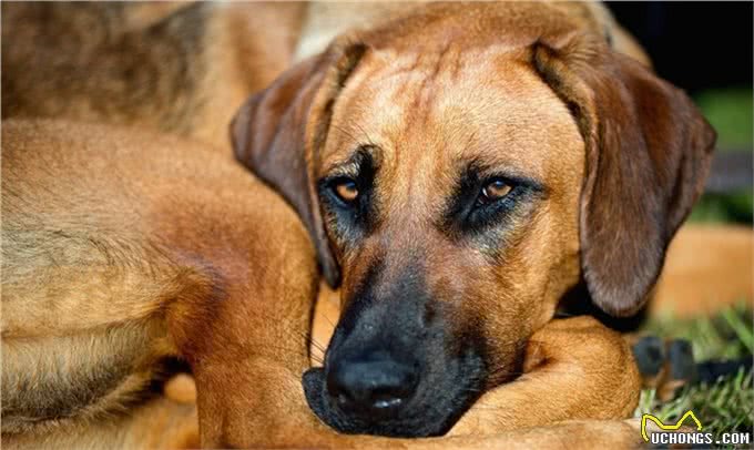 犬类智商排行40-54，哈士奇、比熊、沙皮均上榜，还有好多不认识