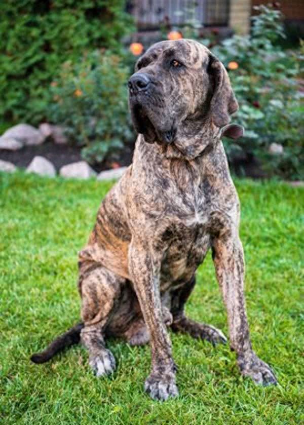 全球最丑的10大獒犬品种,让女孩最讨厌而男孩却很喜欢