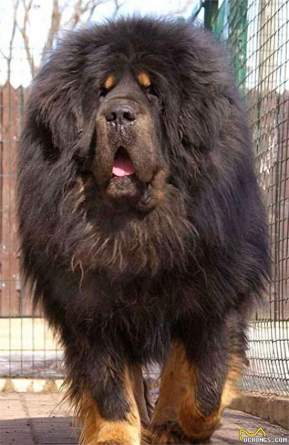 全球最丑的10大獒犬品种,让女孩最讨厌而男孩却很喜欢