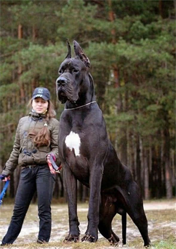 全球最丑的10大獒犬品种,让女孩最讨厌而男孩却很喜欢