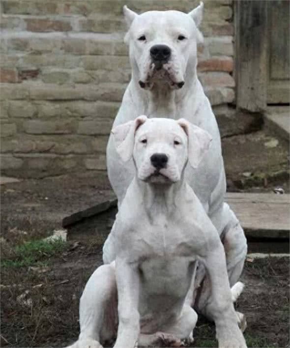 全球最丑的10大獒犬品种,让女孩最讨厌而男孩却很喜欢