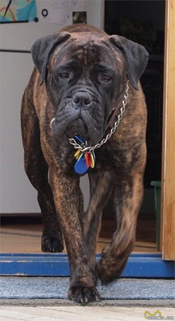 全球最丑的10大獒犬品种,让女孩最讨厌而男孩却很喜欢