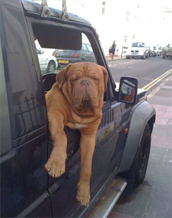 全球最丑的10大獒犬品种,让女孩最讨厌而男孩却很喜欢