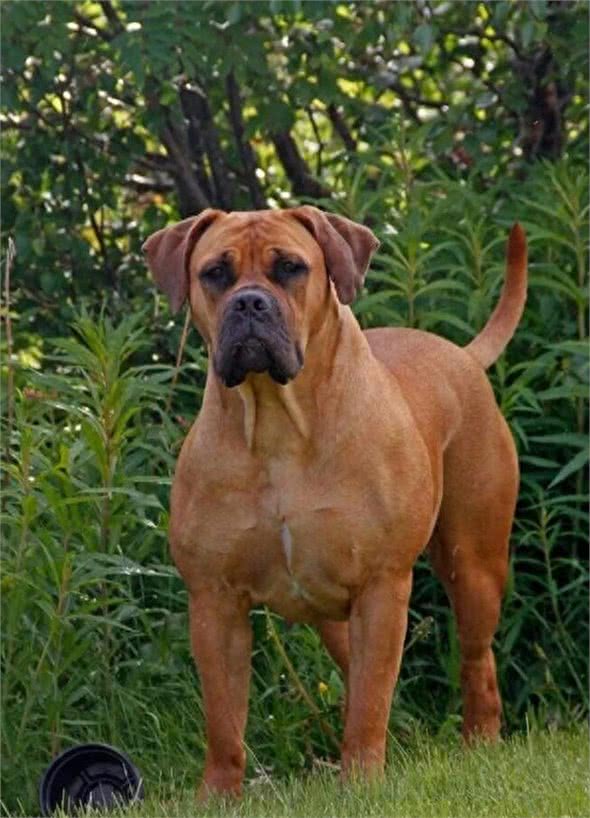 全球最丑的10大獒犬品种,让女孩最讨厌而男孩却很喜欢