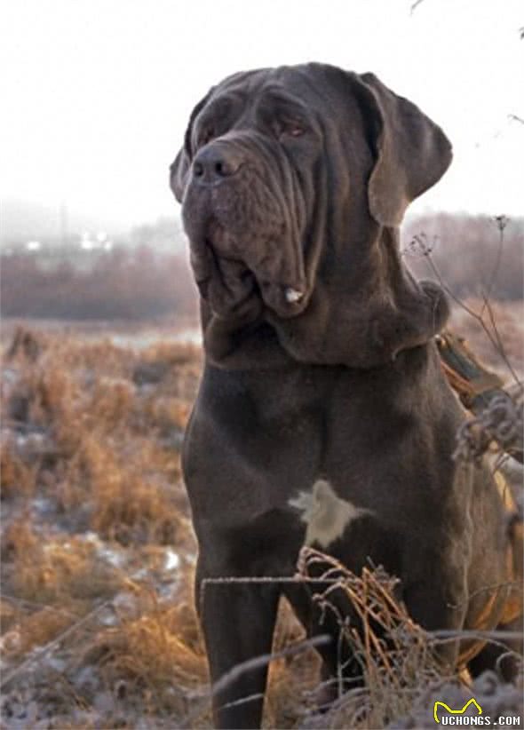 全球最丑的10大獒犬品种,让女孩最讨厌而男孩却很喜欢