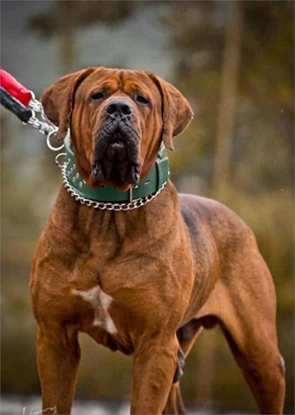 全球最丑的10大獒犬品种,让女孩最讨厌而男孩却很喜欢