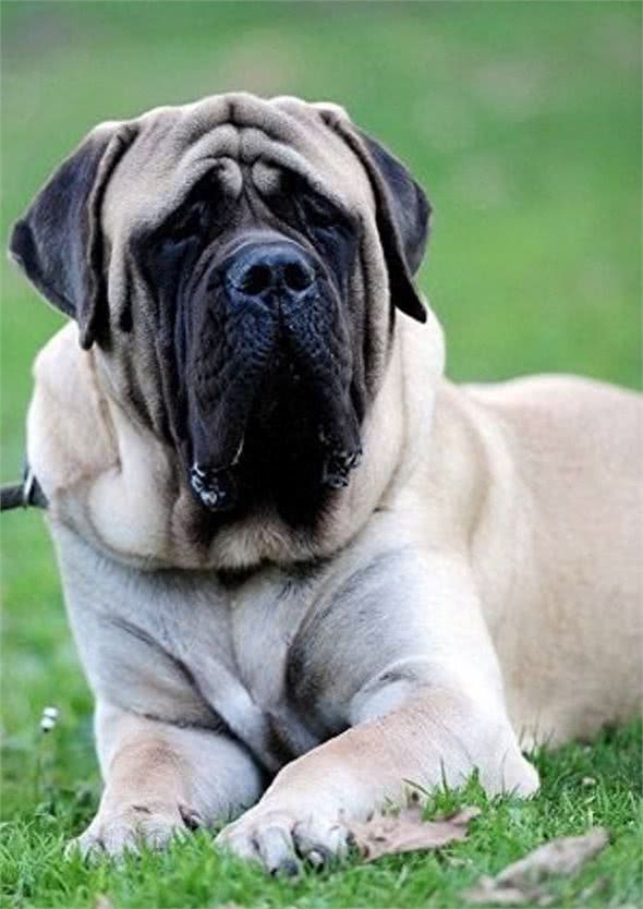 全球最丑的10大獒犬品种,让女孩最讨厌而男孩却很喜欢