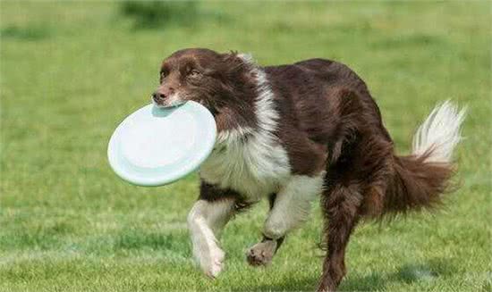训练巡回犬的方法