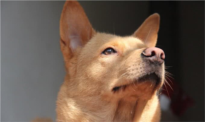 中华田园犬的高贵你想象不到细数中国国犬的起源