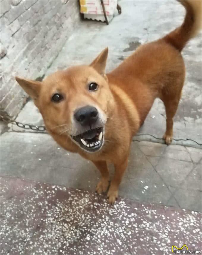 中华田园犬的高贵你想象不到细数中国国犬的起源