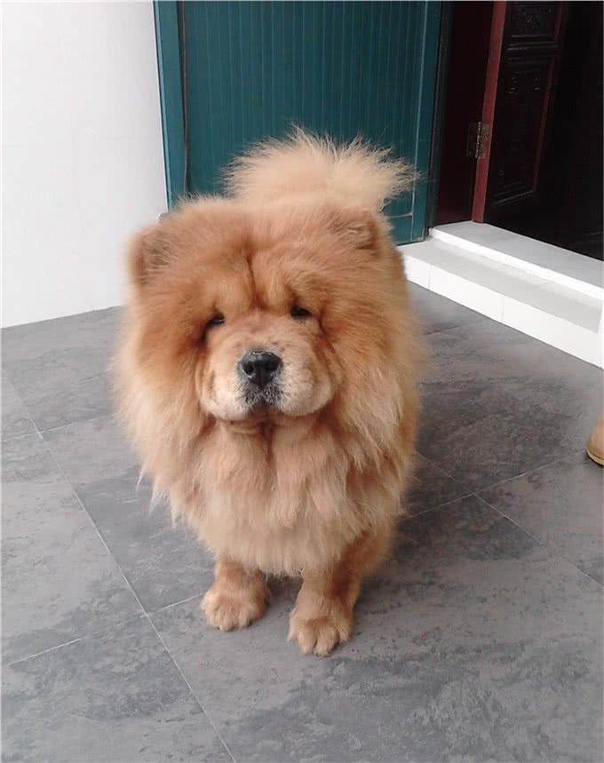 中华田园犬的高贵你想象不到细数中国国犬的起源