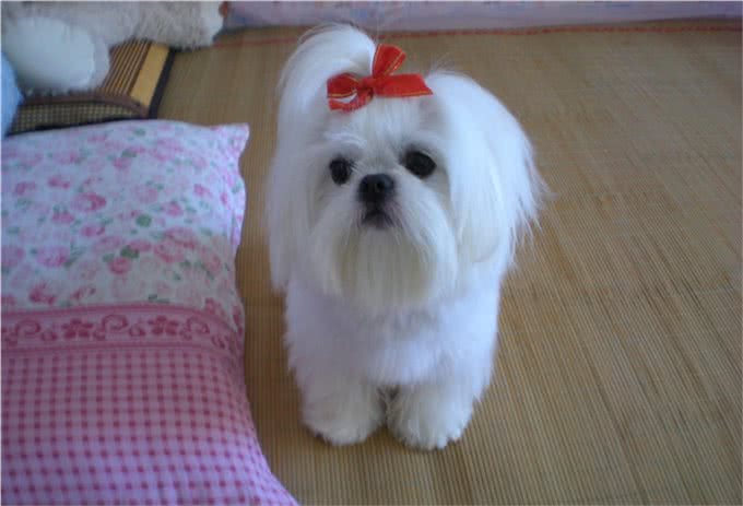 中华田园犬的高贵你想象不到细数中国国犬的起源