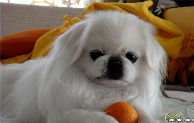 中华田园犬的高贵你想象不到细数中国国犬的起源