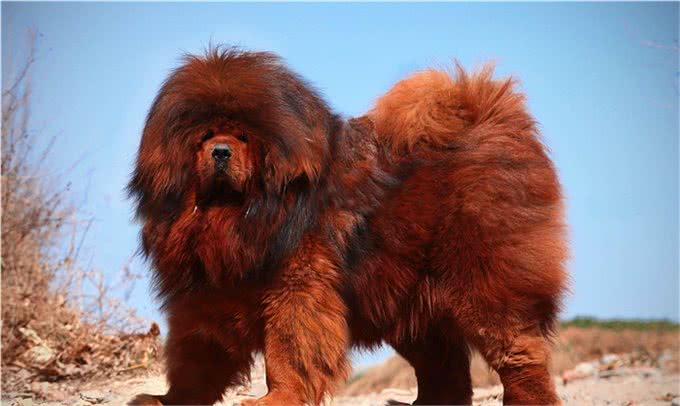 中华田园犬的高贵你想象不到细数中国国犬的起源