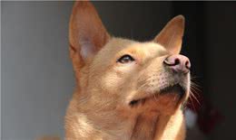中华田园犬的高贵你想象不到细数中国国犬的起源