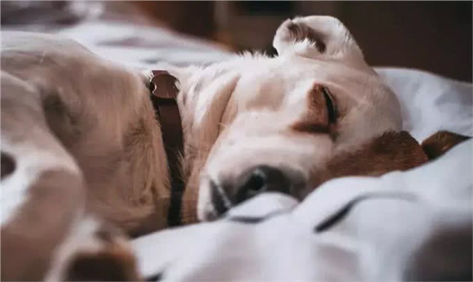 带狗吹吹空调吧，狗子的散热方式单一且效率低下，它真的很热