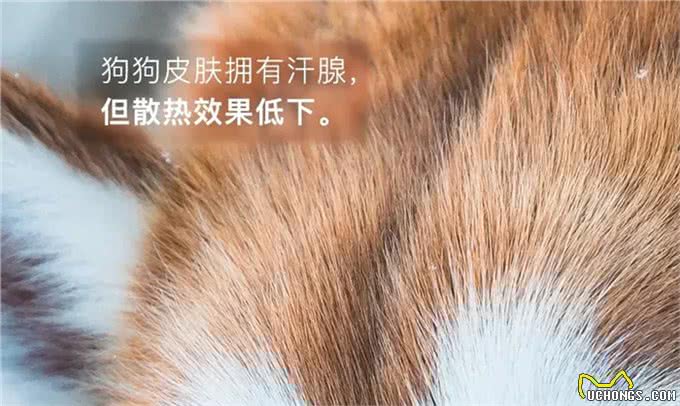 带狗吹吹空调吧，狗子的散热方式单一且效率低下，它真的很热