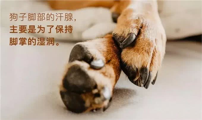 带狗吹吹空调吧，狗子的散热方式单一且效率低下，它真的很热