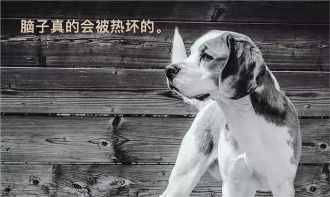 带狗吹吹空调吧，狗子的散热方式单一且效率低下，它真的很热