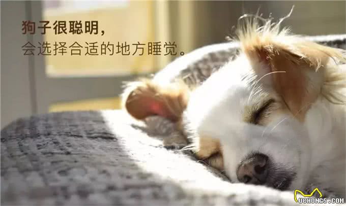 带狗吹吹空调吧，狗子的散热方式单一且效率低下，它真的很热