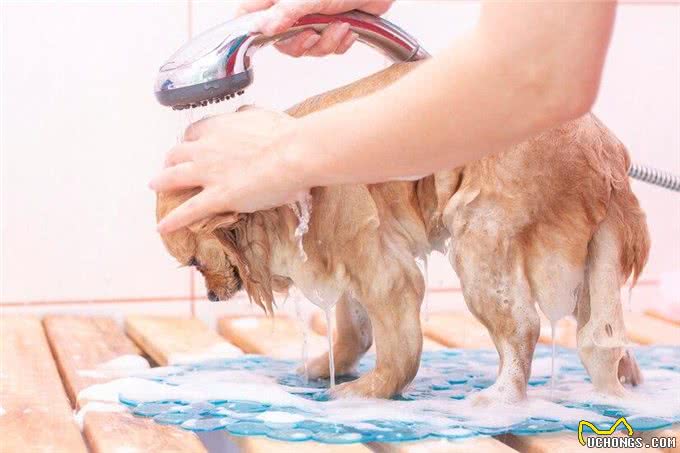 狗洗澡的十大忌讳