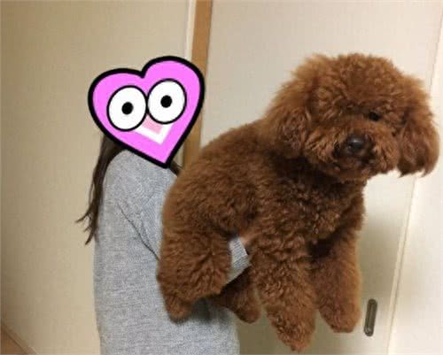 带巴掌大小玩具贵宾犬回家,10个月后的模样让主人疑惑了