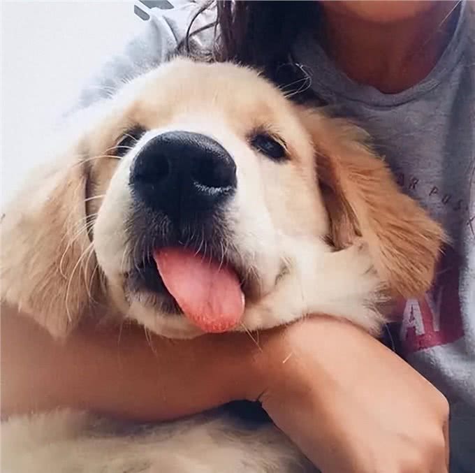 你以为狗狗愿意让你一直抱着?当你抱起它们时,它们在想什么?