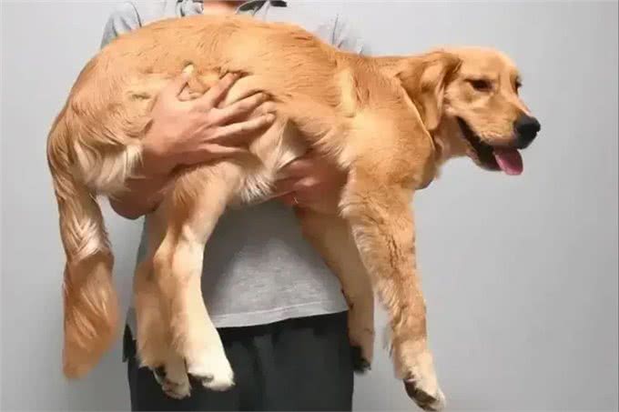 你以为狗狗愿意让你一直抱着?当你抱起它们时,它们在想什么?