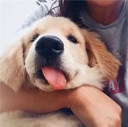 你以为狗狗愿意让你一直抱着?当你抱起它们时，它们在想什么?