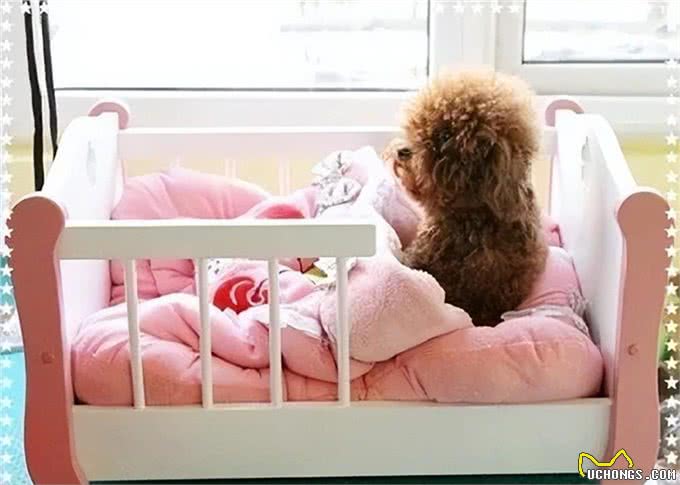 狗狗睡眠大揭秘!每晚它们究竟在哪安然入睡?背后原因让人笑喷!