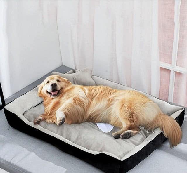 狗狗睡眠大揭秘!每晚它们究竟在哪安然入睡?背后原因让人笑喷!