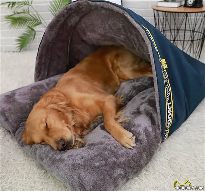 狗狗睡眠大揭秘!每晚它们究竟在哪安然入睡?背后原因让人笑喷!