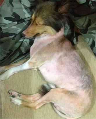 爱犬喜乐蒂走失一年仍无消无息，主人落泪发文